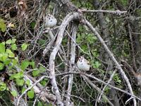 Lark Sparrows 041407 